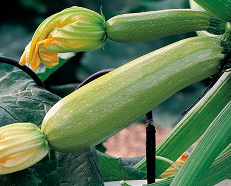 Насіння кабачка салатного Дафна F1, 5шт, Syngenta, Голандія, насіння Садиба Центр 2