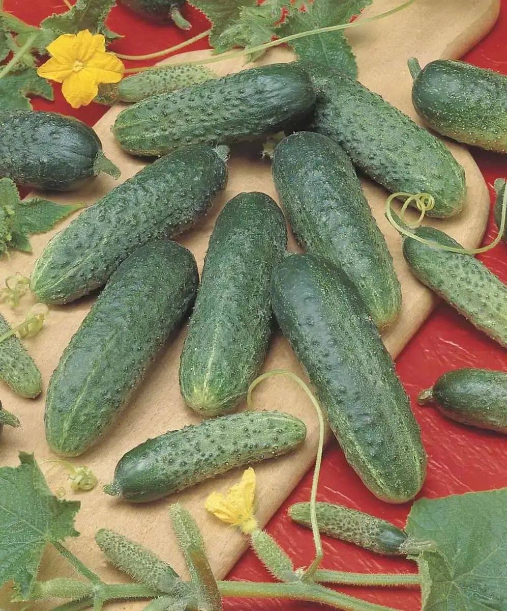 Семена огурца Атлантис F1, 50 шт, Bejo, Голландия, Професійне насіння 5