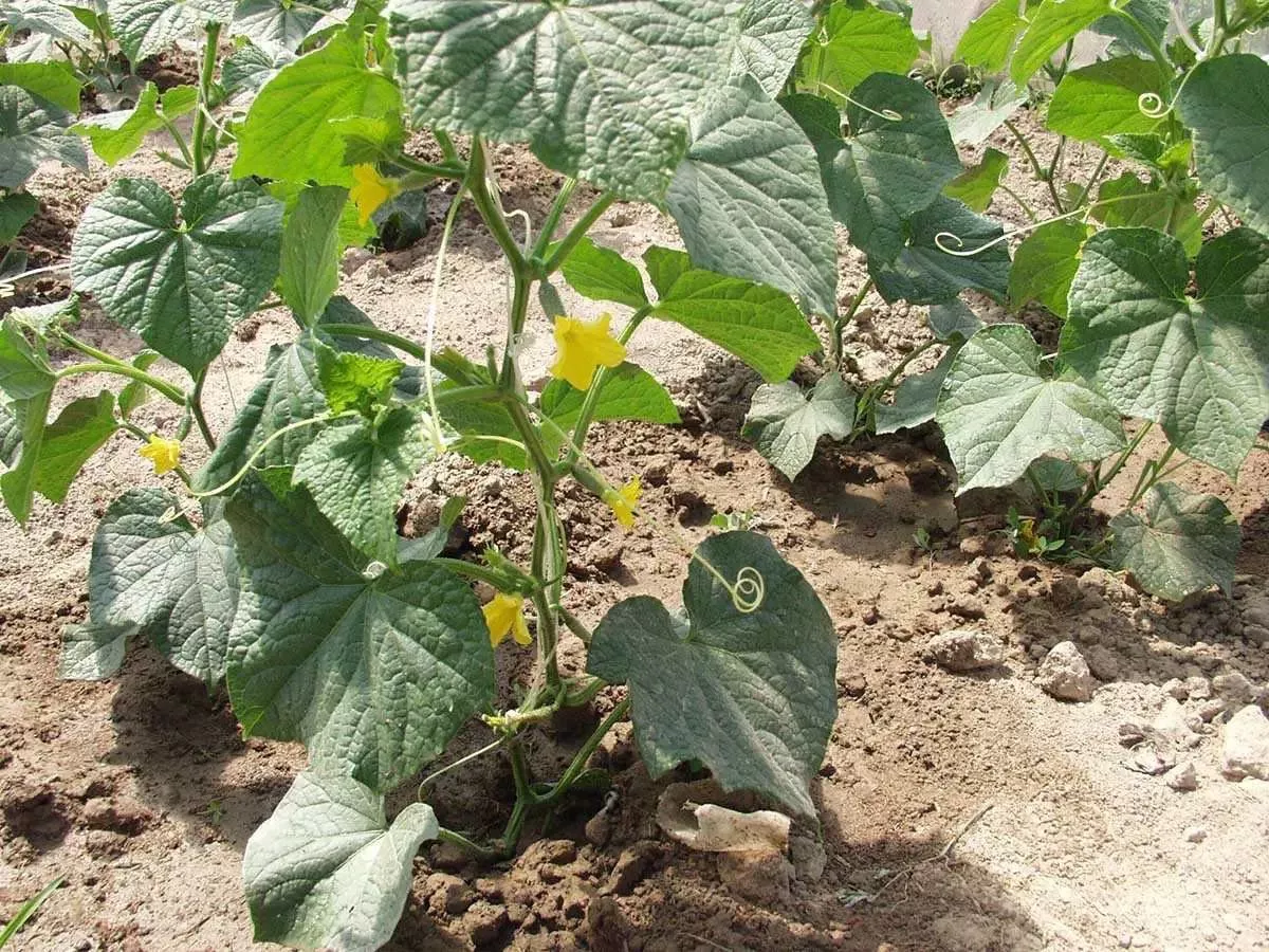 Семена огурца Атлантис F1, 50 шт, Bejo, Голландия, Професійне насіння 2