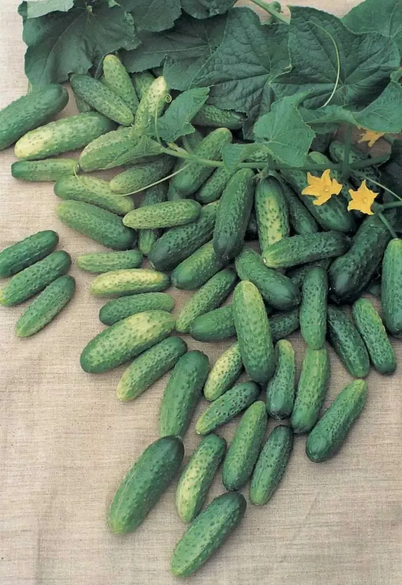 Семена огурца Атлантис F1, 50 шт, Bejo, Голландия, Професійне насіння 4