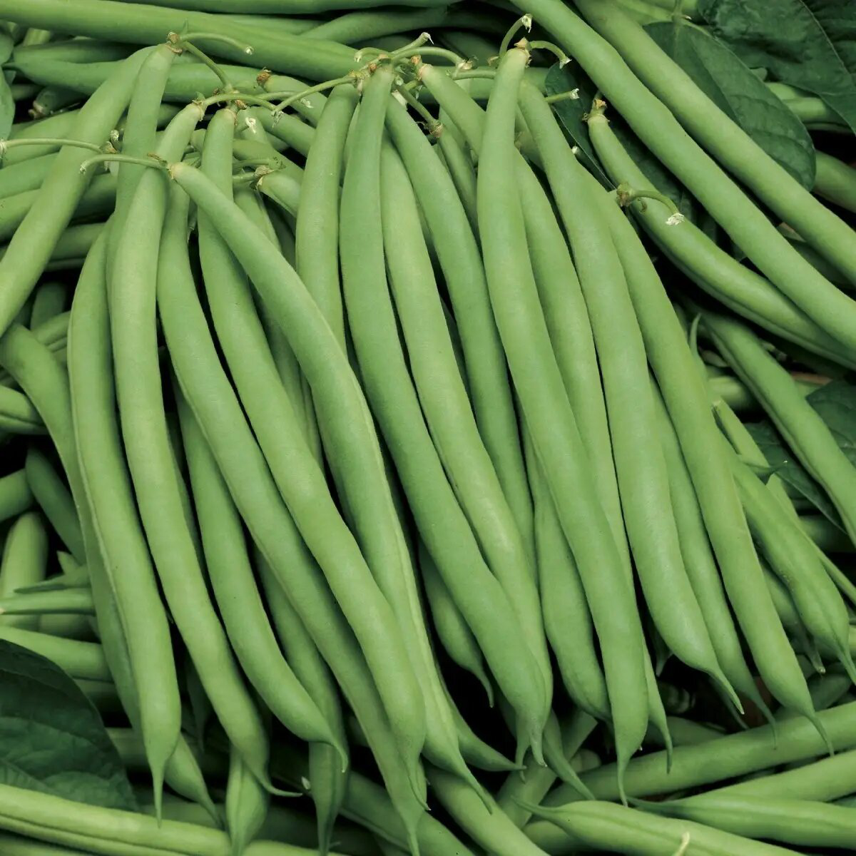 Насіння квасолі Серенгеті, 20 шт, Syngenta, Голландія, Професійне насіння 2