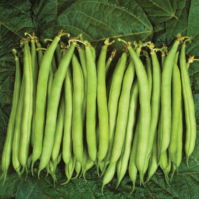 Насіння квасолі Палома, 25шт, Nunhems, Голандія, Насіння Pro seeds 2