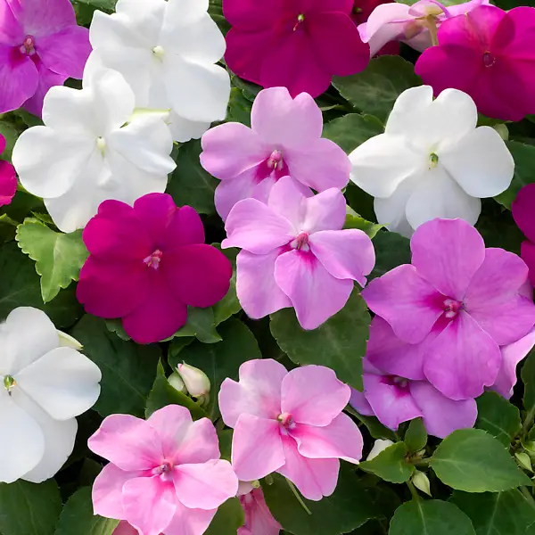 Насіння бальзаміну Сафарі суміш, 0.01 г, Hem, Голландія, Насіння квітів Pro seeds 2