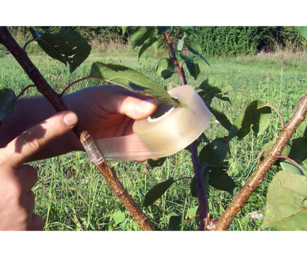 Пленка для прививки MaxiFilm S7, 32ммх70м 2