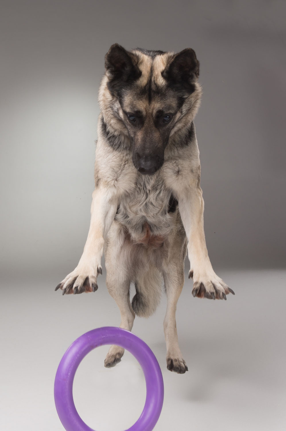 Тренувальний снаряд для собак Collar PULLER Standard, діаметр 28 см (6490) 7