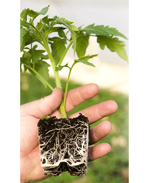 Полігенератор і стимулятор росту рослин Ferti Root, 1 л 2