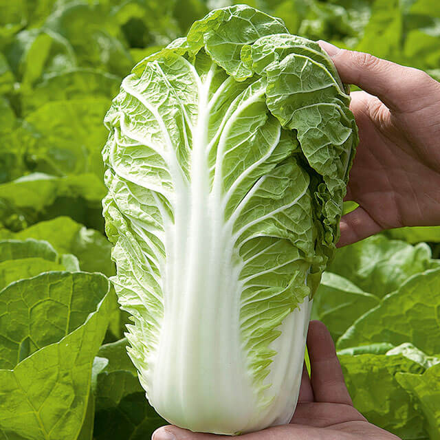 Насіння капусти пекинська Маноко F1, 15шт, Syngenta, Голландія, насіння Леда Агро 2