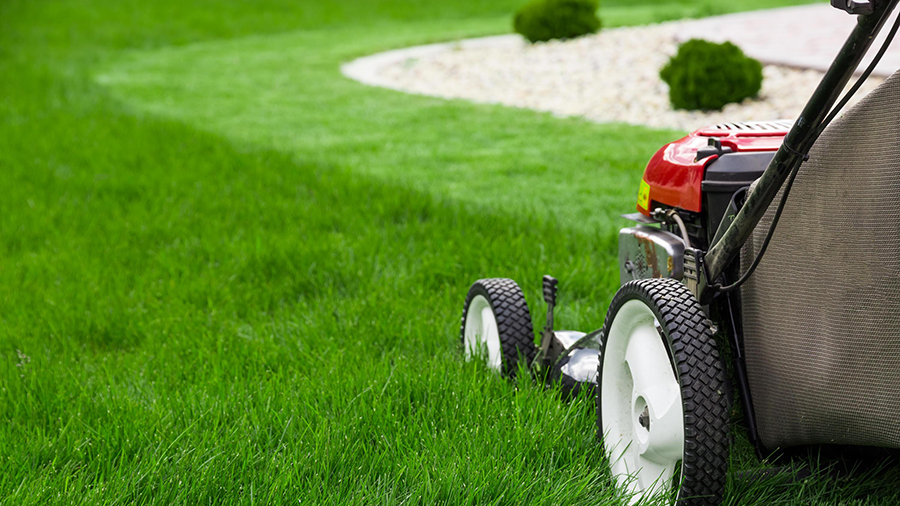 Газонная трава Resilient Blue Lawn Barenbrug (Баренбруг), 5 кг 2