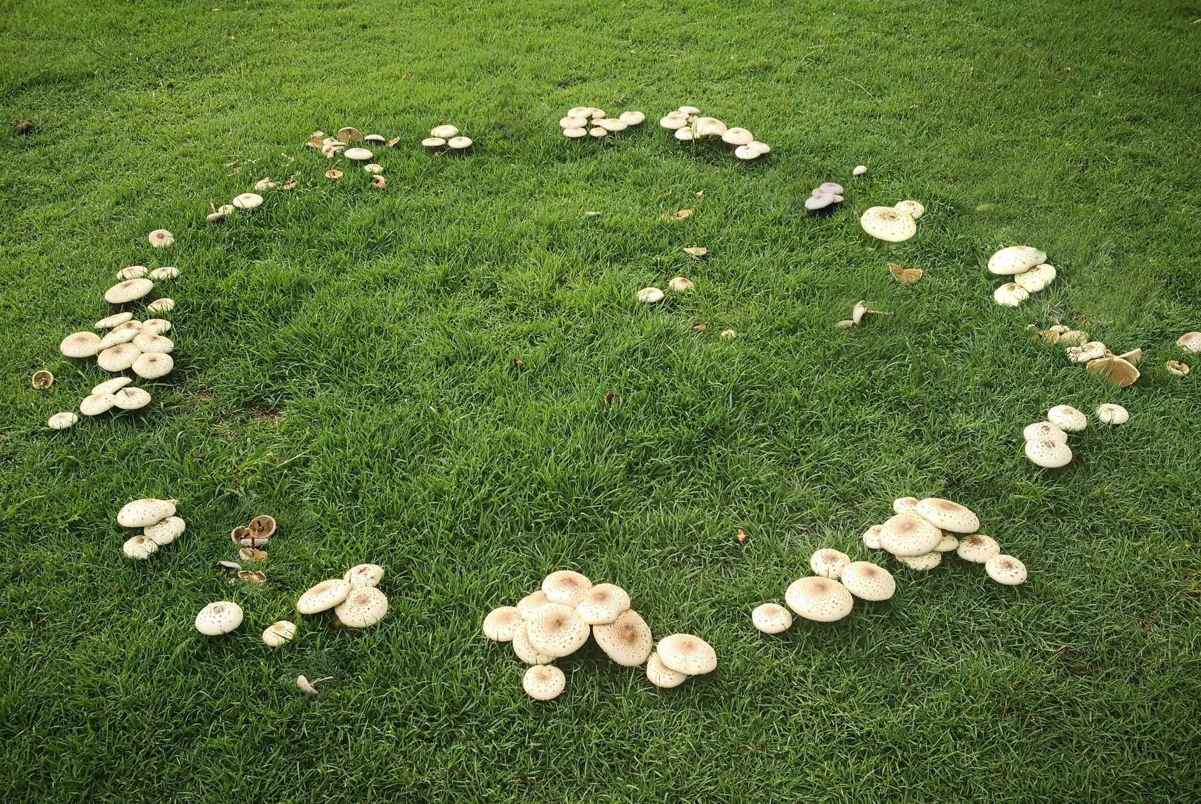 Микробиологическое удобрение Эмбико от грибов на газоне, 1 л 3