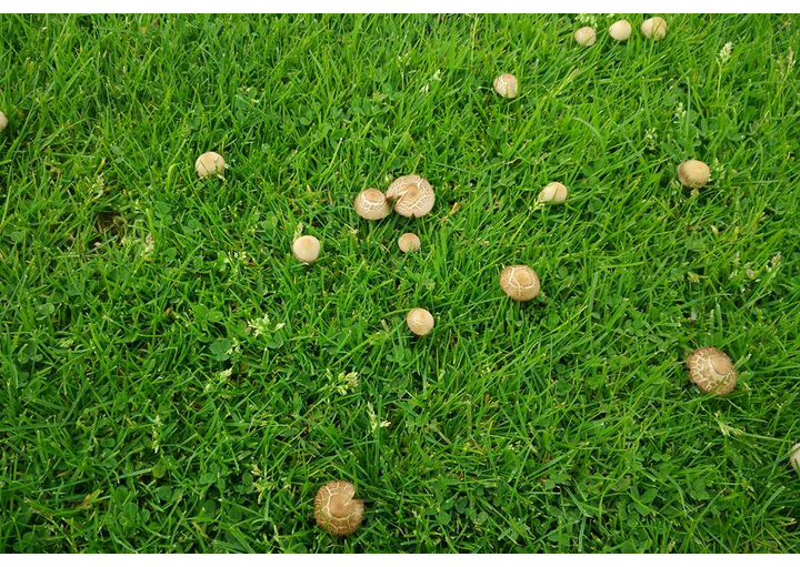 Микробиологическое удобрение Эмбико от грибов на газоне, 1 л 2