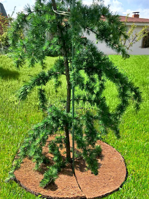 Приствольный круг из кокосового волокна EuroCocos, диаметр 60 см 7