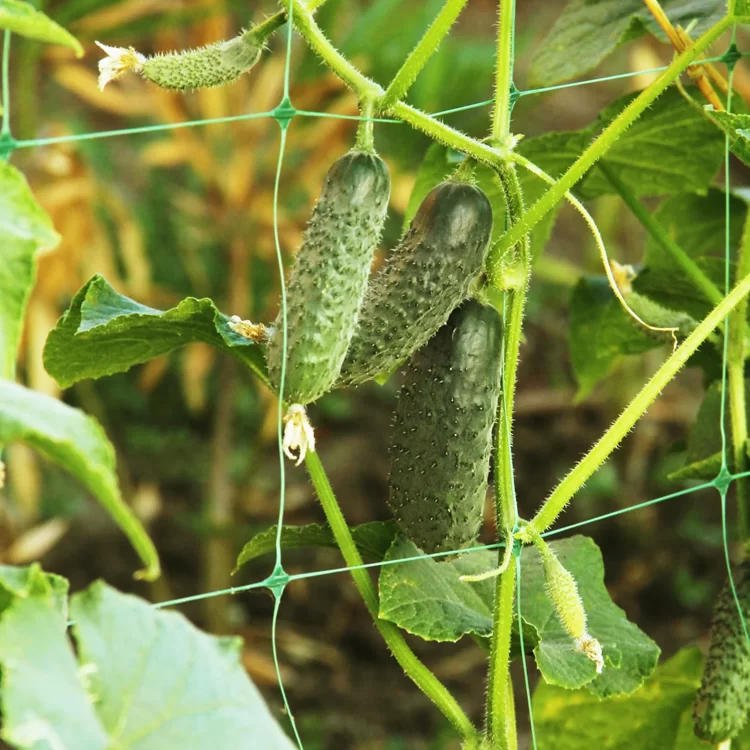 Сетка шпалерная для огурцов, 1.7х5м 2