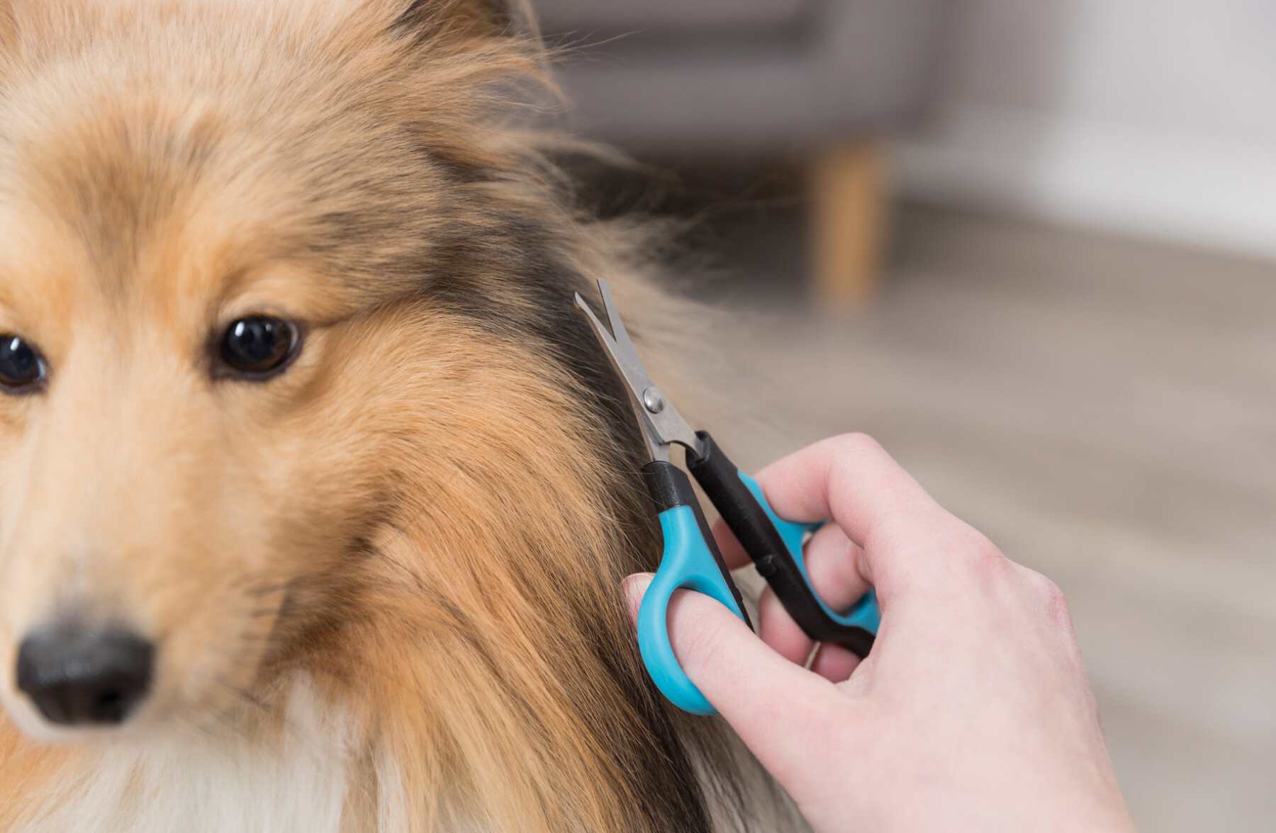 Ножницы для собак Trixie, 8,5 см  2