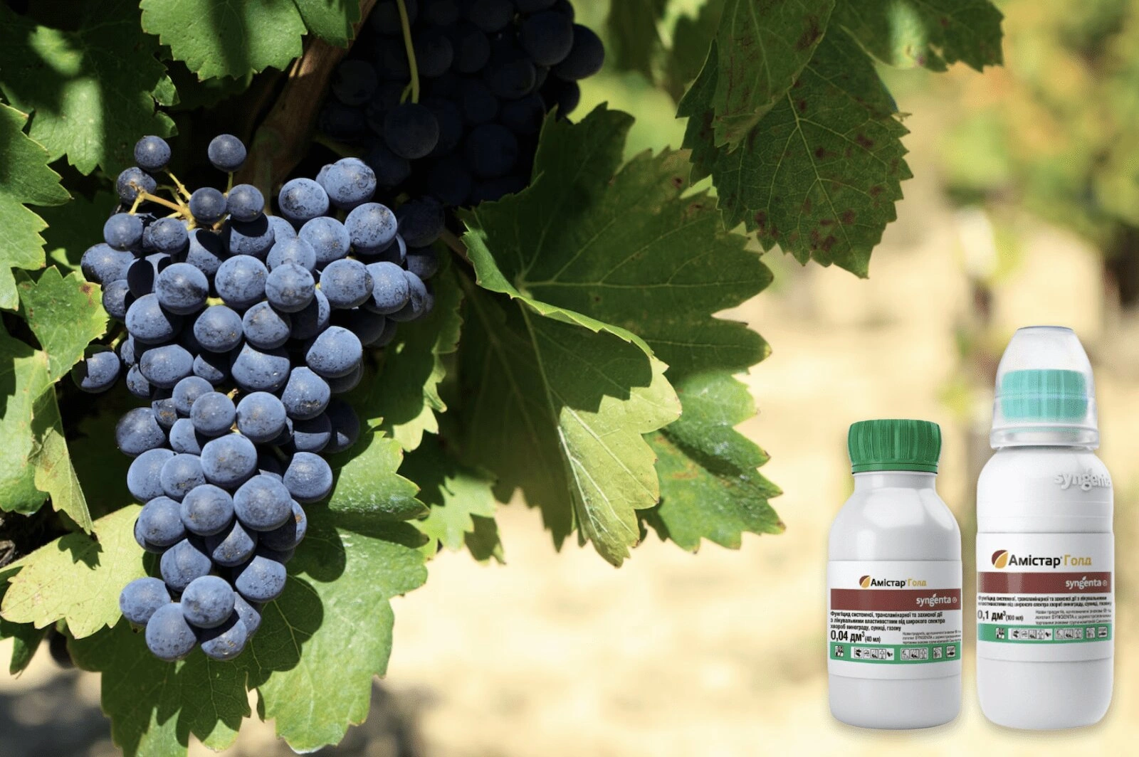 Фунгіцид Амістар (Amistar), Голд, 40 мл 2