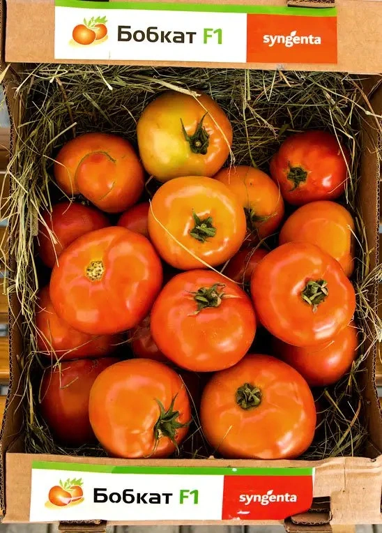 Семена томата Бобкат F1, 10 шт, Syngenta, Голландия, Професійне насіння 2