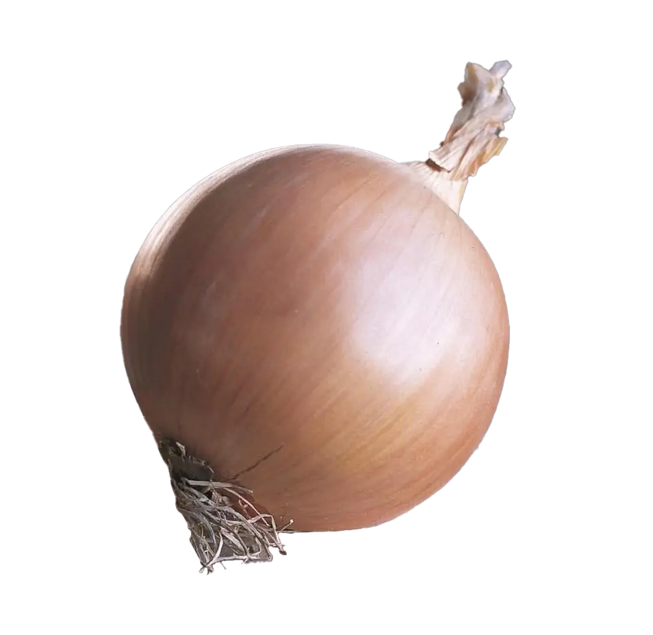 Насіння цибулі-саджанки Геркулес(Дайтона)  F1, 1 кг, Broer, Голландія 1