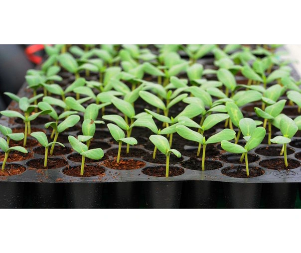 Касета для розсади 72яч., 540х280х45, яч. 40x20x45, 72Q 2