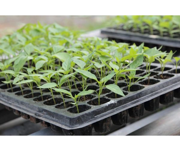 Касета для розсади 72яч., 540х280х45, яч. 40x20x45, 72Q 3