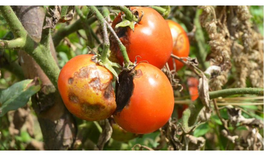 Фунгіцид Чемпіон, 20г 2