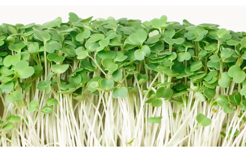 Микрозелень рукколи 10 г, W.Legutko, Польша, Професійне насіння 2