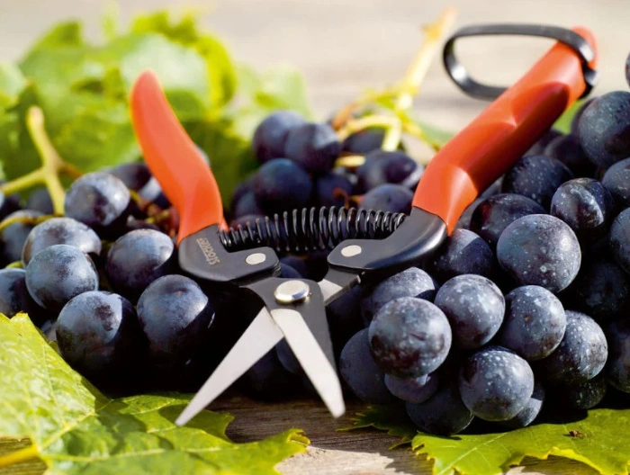 Секатор Stocker Special 19, для збору врожаю (345) 2