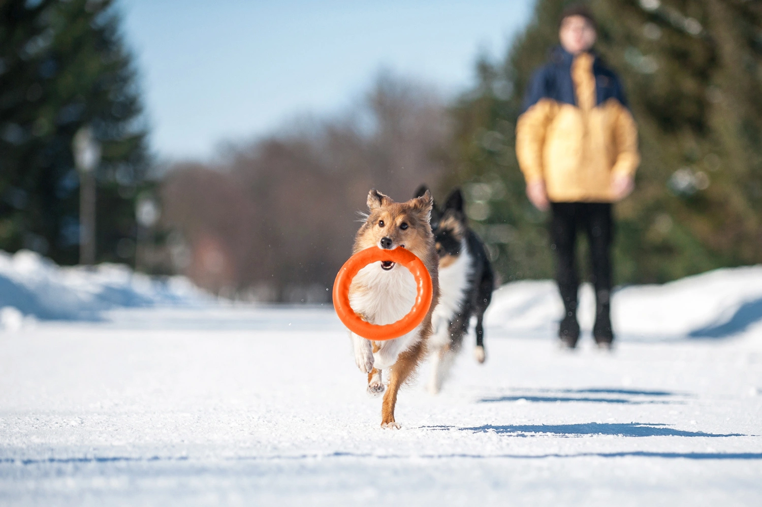 Кільце для апортировки Collar PitchDog 20, помаранчеве (62374) 3