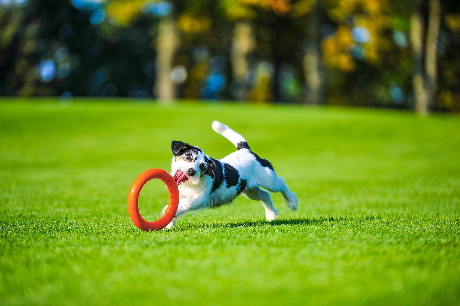 Кільце для апортировки Collar PitchDog 20, помаранчеве (62374) 5