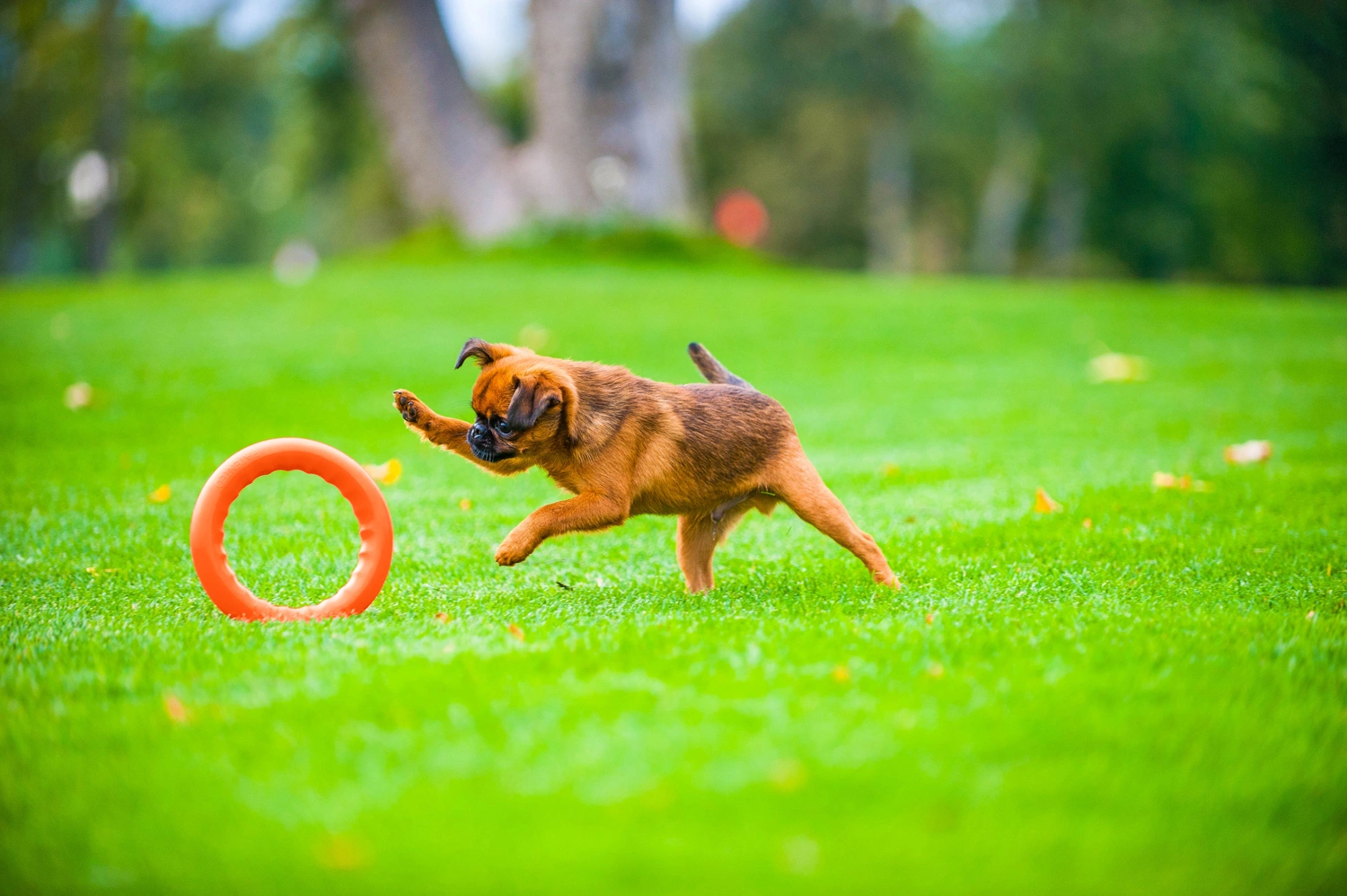 Кільце для апортировки Collar PitchDog 20, помаранчеве (62374) 7