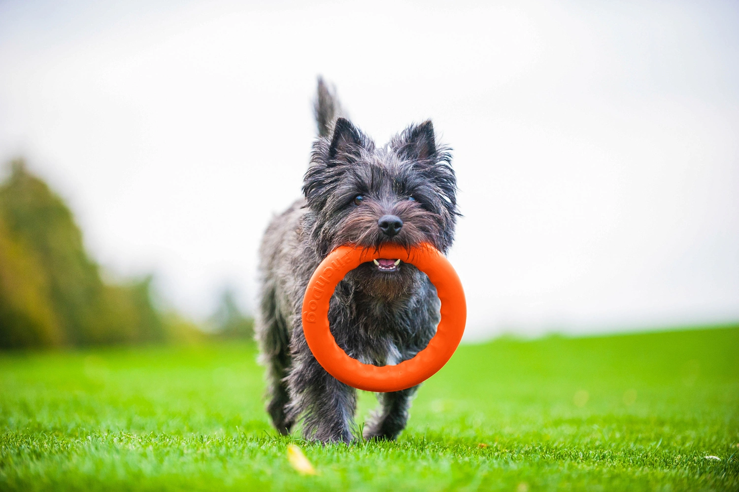 Кільце для апортировки Collar PitchDog 20, помаранчеве (62374) 6