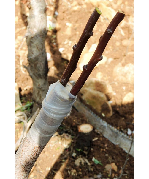 Плівка для щеплення молочна, 2,5х30см, 20шт 2