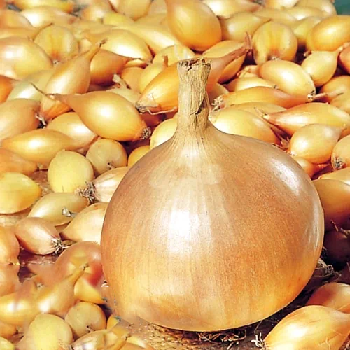 Насіння цибулі-сіянки Свіфт F1, 1 кг, Broer, Голландія