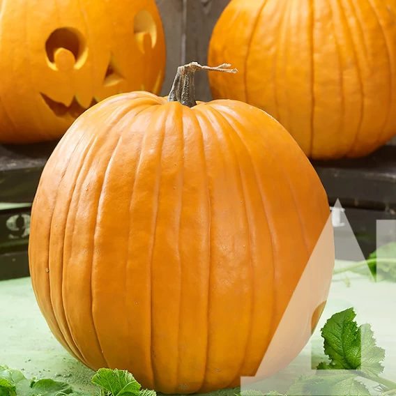 Насіння гарбуза Жовтий велетень, 8шт, Satimex, Німеччина, Садиба Центр 2