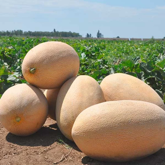 Насіння дині Раймонд F1, 5шт, Nickerson-Zwaan, Голландія, насіння Садиба Центр 2