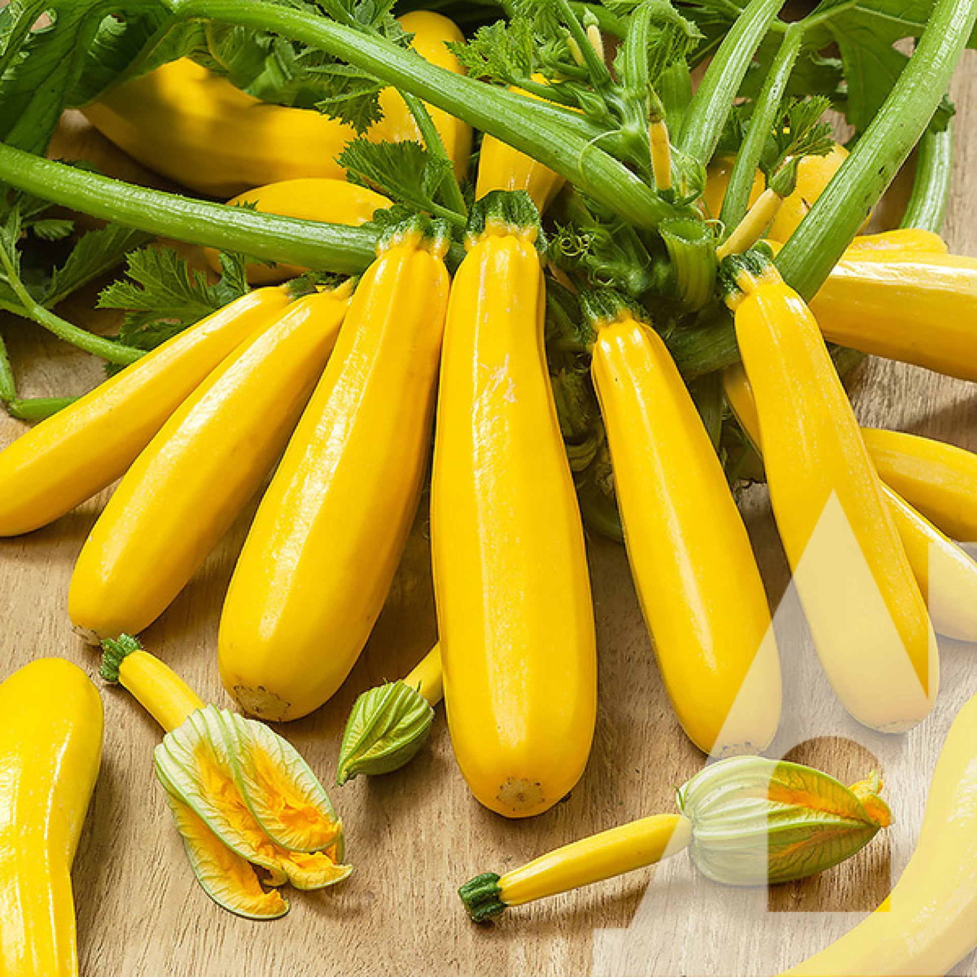 Насіння кабачка Санлайт F1, 5шт, Clause, Франція, насіння Садиба Центр 2