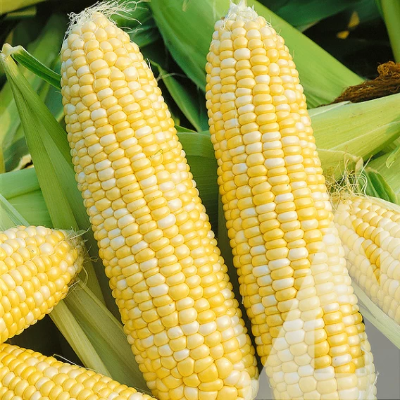 Насіння кукурудзи Ракель F1, 100 шт, Clause, Франція, насіння Садиба Центр 2