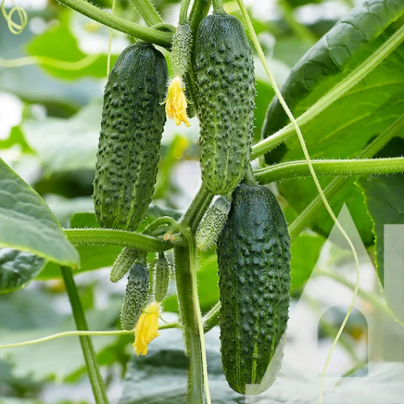 Семена огурца Кибрия F1, 10шт, Rijk Zwaan, Голландия, семена Садиба Центр 2