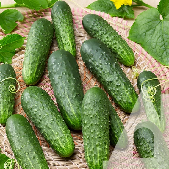 Семена огурца Криспина F1, 50шт, Nunhems, Голландия, семена Садиба Центр 2