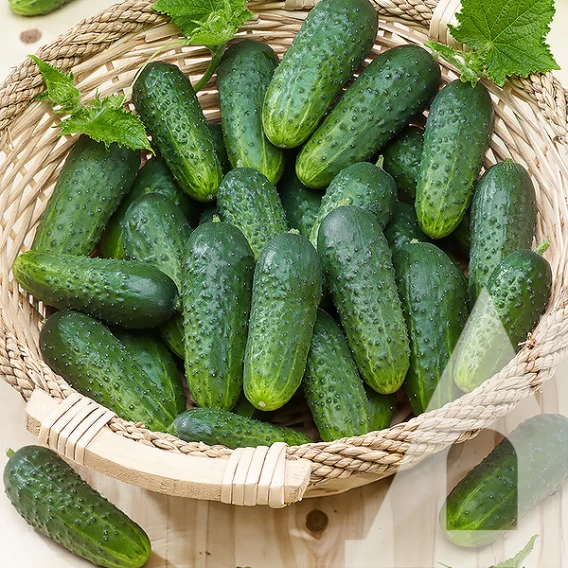 Насіння огірка Аякс F1, 50шт, Nunhems, Голландія, насіння Садиба Центр 2