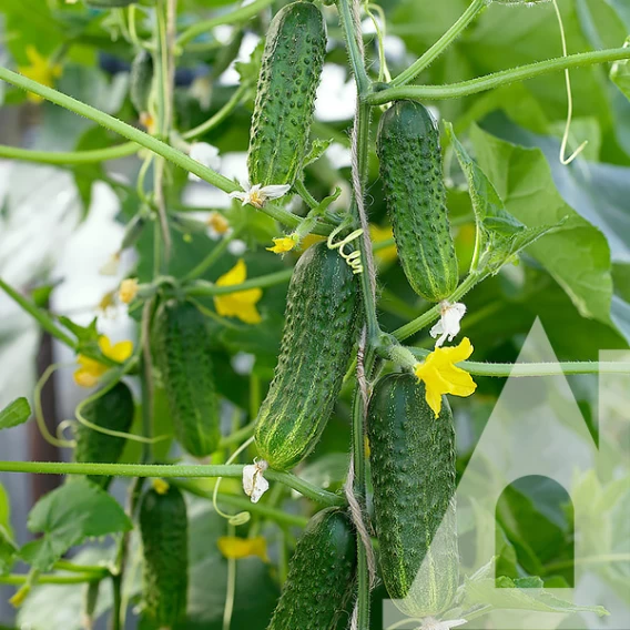 Насіння огірка Бодина F1, 50шт, Satimex, Німеччина, насіння Садиба Центр 2