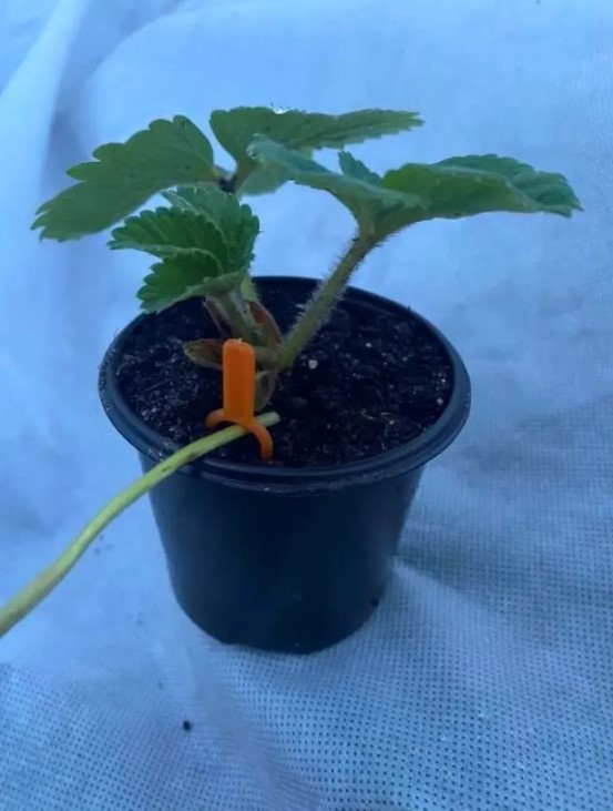 Фіксатори для плетучих  рослин для іх вкорінення 100шт 2