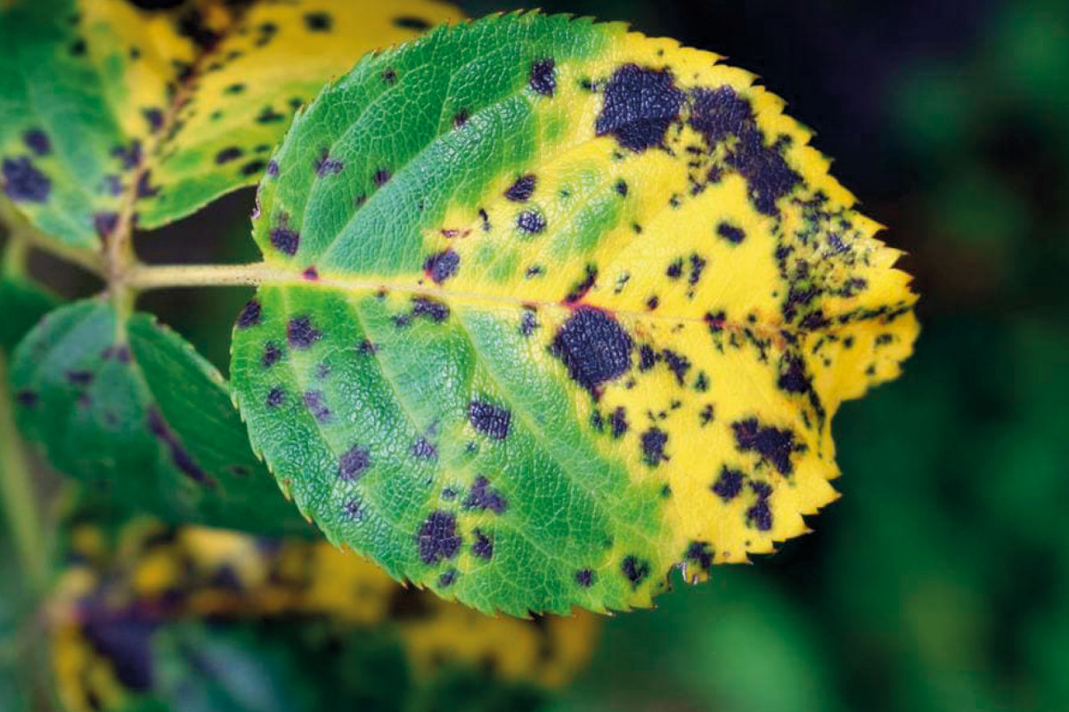 Чорна пятнистість троянд