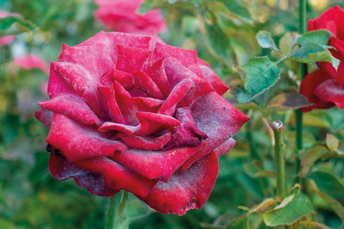 Борошниста роса на трояндах