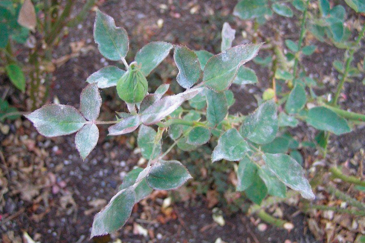 Борошниста роса на трояндах