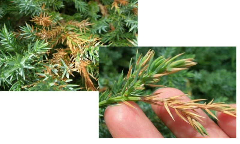 Комплексне мінеральне добриво від пожовтіння хвої Agrecol NPK 0.0.6, 1,2кг (30222) 2