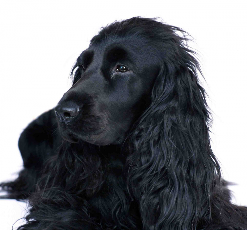 Шампунь Eurowet for Dark Coats для собак з темною шерстю, 200 мл 2