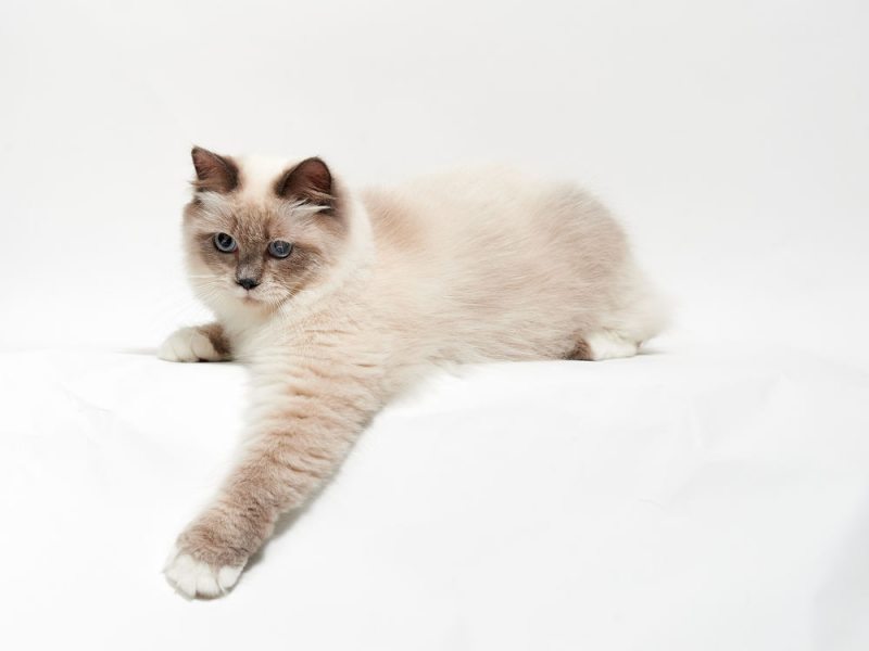 Шампунь Eurowet for Cats для котів, 200 мл 2