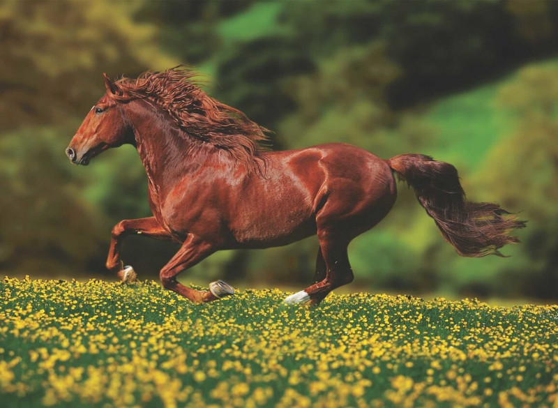 Крем-гель Жокей 3в1 для лошадей охлаждающе-разогревающий-болеутоляющий O.L.KAR, 100 г 2