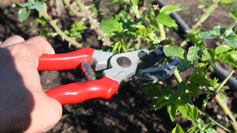 Садовый секатор Winland SK5, срез 19 мм 4