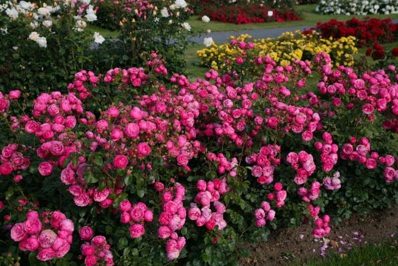 Комплексне мінеральне добриво Plantafol Elite для троянд і квітучих рослин NPK 10.54.10, 100 г, Valagro 2