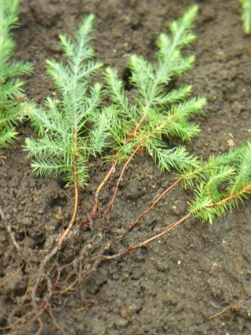 Комплексне мінеральне добриво Agrecol для кореневої системи хвойних рослин NPK 7.21.7, 1.2 кг (30209) 2